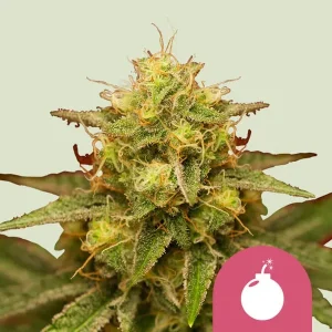 Cogollo resinoso de Royal Domina de Royal Queen Seeds, variedad índica de cannabis.