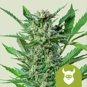 Cogollo resinoso de Royal Dwarf Auto de Royal Queen Seeds, cannabis autofloreciente.