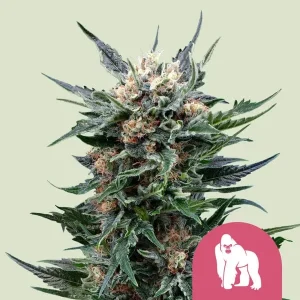 Cogollo resinoso de Royal Gorilla Auto de Royal Queen Seeds, cannabis autofloreciente.