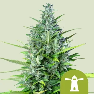 Cogollo resinoso de Royal Haze Auto de Royal Queen Seeds, cannabis autofloreciente.
