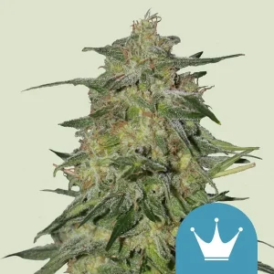 Cogollo resinoso de Royal Highness CBD de Royal Queen Seeds, variedad rica en CBD.