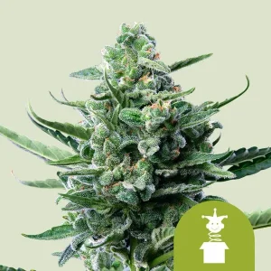 Cogollo resinoso de Royal Jack Auto de Royal Queen Seeds, cannabis autofloreciente.