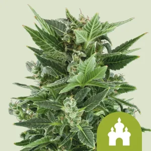 Cogollo de Royal Kush Auto de Royal Queen Seeds, cannabis autofloreciente.