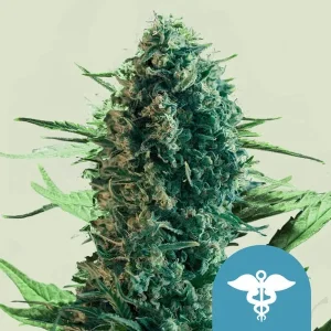 Cogollo resinoso de Royal Medic CBD de Royal Queen Seeds, variedad rica en CBD.