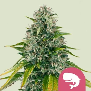 Cogollo resinoso de Royal Moby de Royal Queen Seeds, variedad de cannabis.