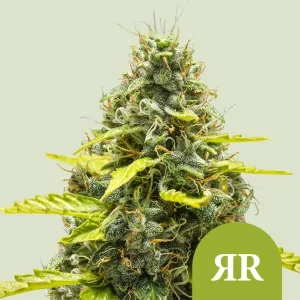Cogollo resinoso de Royal Runtz Auto de Royal Queen Seeds, cannabis autofloreciente.