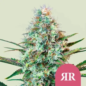 Cogollo resinoso de Royal Runtz de Royal Queen Seeds, variedad de cannabis.
