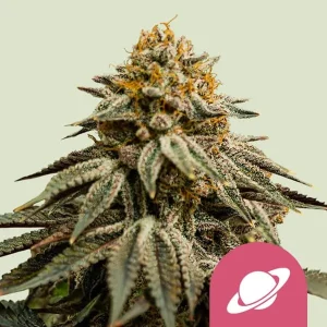 Planta de Royal Skywalker de Royal Queen Seeds en floración, variedad de cannabis.