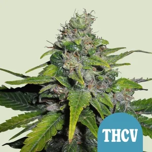 Cogollo resinoso de Royal THCV CBD de Royal Queen Seeds, variedad de cannabis.