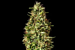 Cogollo de Runtz Auto de Kannabia, cannabis autofloreciente.
