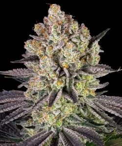 Cogollo de Runtz, variedad de cannabis de sabor a caramelo.
