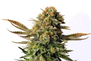 Cogollo de Russian Doll de Kannabia, variedad de cannabis.