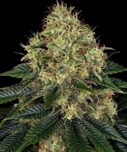 Cogollo resinoso de Skywalker OG Auto de Barney's Farm, cannabis autofloreciente.