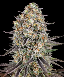 Cogollo resinoso de Sour Strawberry de Barney's Farm, variedad de cannabis.