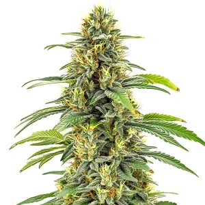 Cola principal de Santa Muerte Fast Blooming, variedad de cannabis de floración rápida.