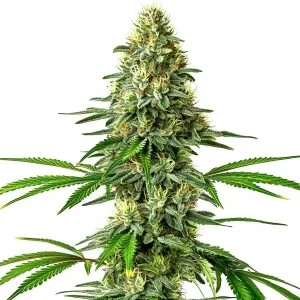 Planta de Santa Muerte cultivada en exterior, variedad de cannabis de Blimburn Seeds.