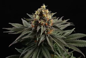 Cogollo de Sativa Dream de Kannabia, variedad sativa de cannabis.
