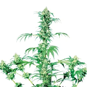 Planta en floración de Early Girl REG de Sensi Seeds, semillas regulares de cannabis.