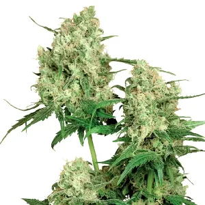Cogollo índica de Maple Leaf REG de Sensi Seeds, semillas regulares de cannabis.