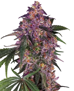 Cogollo de Sensi Purple Kush de Sensi Seeds, variedad índica de cannabis.