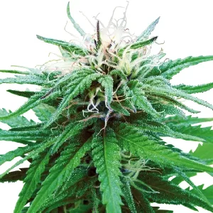 Planta de Ruderalis Indica REG de Sensi Seeds, semillas regulares de cannabis.