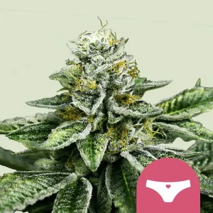 Cogollo de Sherbet Queen, variedad índica de cannabis.