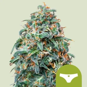 Cogollo resinoso de Sherbet Queen Auto de Royal Queen Seeds, cannabis autofloreciente.