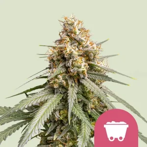 Cogollo resinoso de Shining Silver Haze de Royal Queen Seeds, variedad de cannabis.