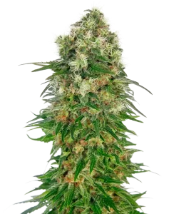Cogollo de Shiva Skunk Auto de Sensi Seeds, cannabis autofloreciente.