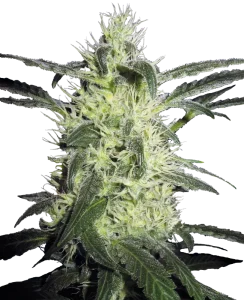 Cogollo de Silver Haze de Sensi Seeds, variedad sativa de cannabis.