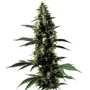 Planta de Silver Surfer Haze en floración, variedad sativa de cannabis.