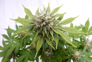 Cogollo de Silver Widow de Kannabia, variedad de cannabis.