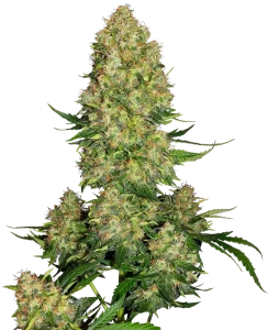 Cogollo de Skunk #1 Automatic de Sensi Seeds, cannabis autofloreciente.