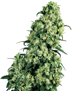 Cogollo de Skunk #1 de Sensi Seeds, variedad skunk clásica de cannabis.