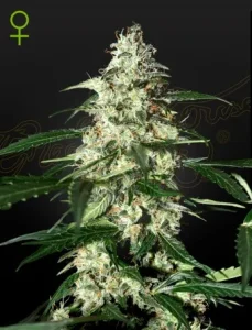 Cogollo de Skunk Auto de Green House, cannabis autofloreciente.