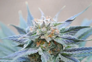 Cogollo de Skunk+ de Kannabia, variedad skunk de cannabis.