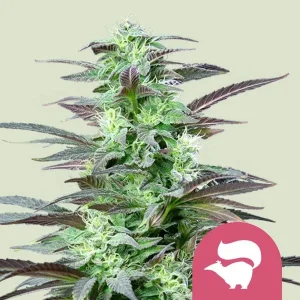Cogollo resinoso de Skunk XL de Royal Queen Seeds, variedad de cannabis.