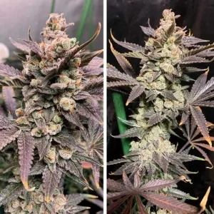 Cogollo resinoso de Skywalker Haze, variedad de cannabis.