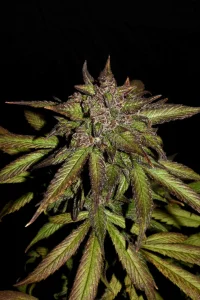 Cogollo resinoso de Smoothie Auto, cannabis autofloreciente.