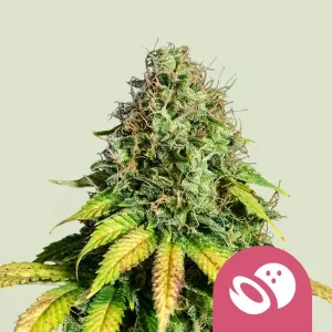 Cogollo resinoso de Somango XL de Royal Queen Seeds, variedad de cannabis.