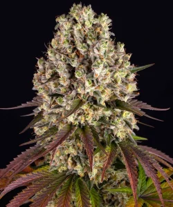 Planta de Sour Diesel Auto de Barney's Farm en floración, cannabis autofloreciente.