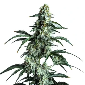 Planta de Sour Diesel de Blimburn Seeds en floración, variedad de cannabis.