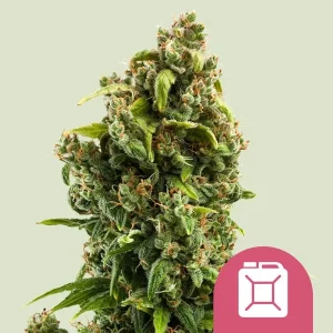 Planta de Sour Diesel de Royal Queen Seeds en floración, variedad de cannabis.