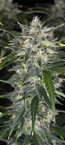 Cogollo resinoso de Sour Jealousy Auto, cannabis autofloreciente.
