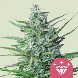 Cogollo resinoso de Special Kush #1 de Royal Queen Seeds, variedad de cannabis.