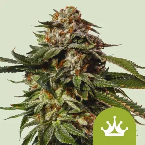 Cogollo de Special Queen Auto de Royal Queen Seeds, cannabis autofloreciente.