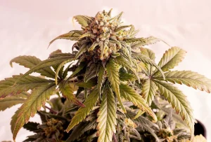Cogollo de Speedy Boom Auto de Kannabia, cannabis autofloreciente.
