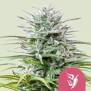 Cogollo resinoso de Speedy Chile Fast de Royal Queen Seeds, variedad de cannabis.