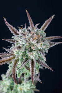 Cogollo resinoso de Strawberry Banana Auto, cannabis autofloreciente.