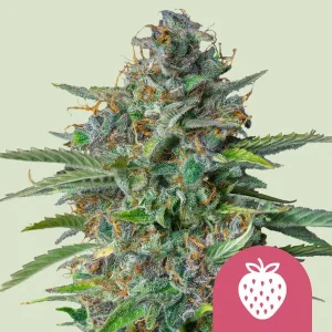 Cogollo de Strawberry Cough de Royal Queen Seeds, variedad de cannabis de aroma a fresa.